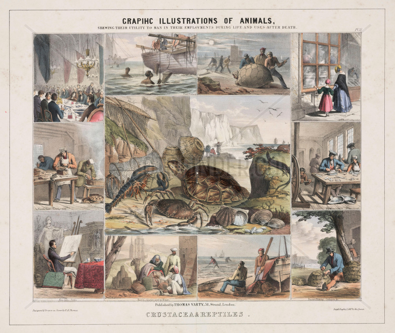 ‘Crustacea & Reptiles’,  c 1845.
