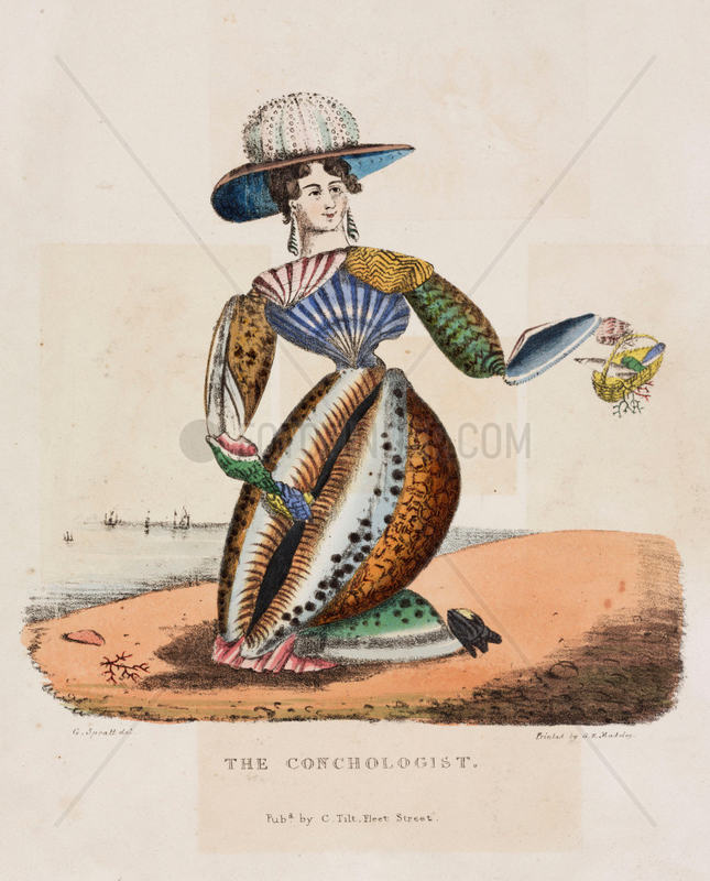 ‘The Conchologist’,  c 1831.