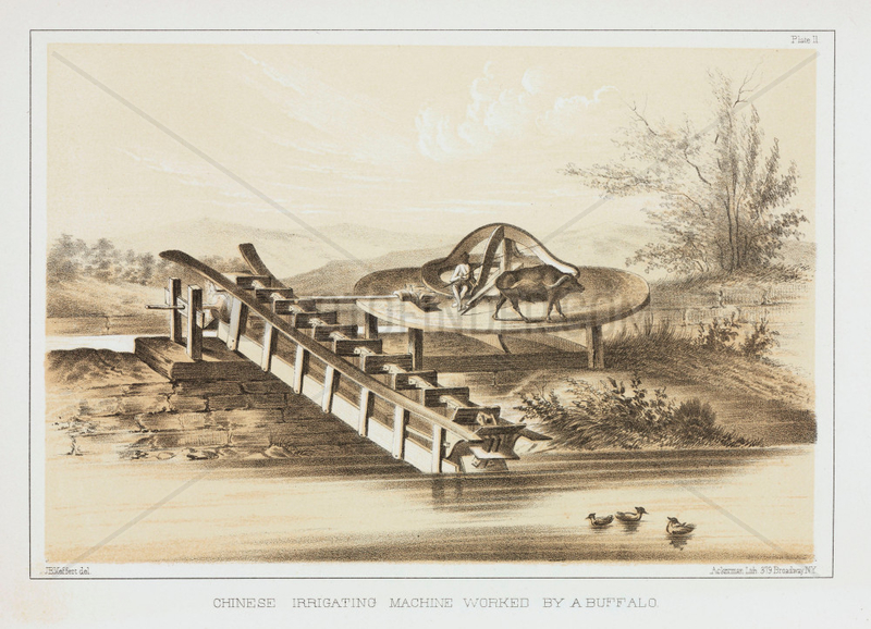 ‘Chinese Irrigating Machine Worked by a Buffalo’,  c 1853-1854.