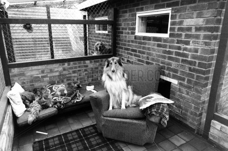 Guests in a ‘Doggie Exclusive Hotel’,  December 1980.