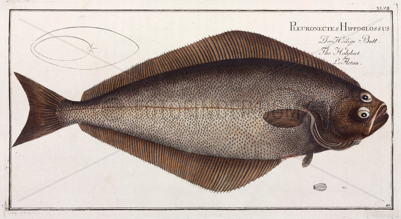‘The Holybut’,  (halibut),  1785-1788.