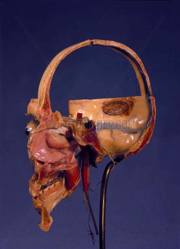 Prepared anatomical skull,  1870-1900.