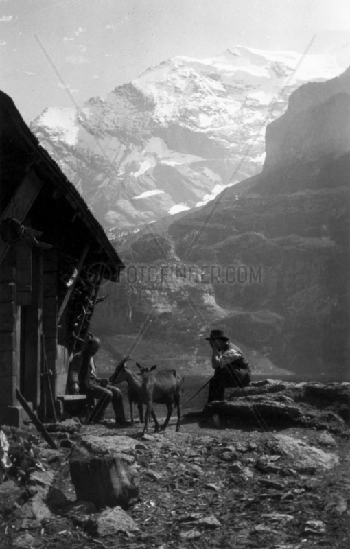 Two alpine goatherds with goats,  c 1910s.