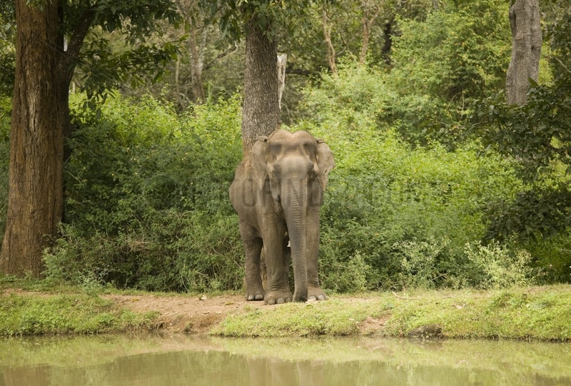 Nationalpark Elefanten
