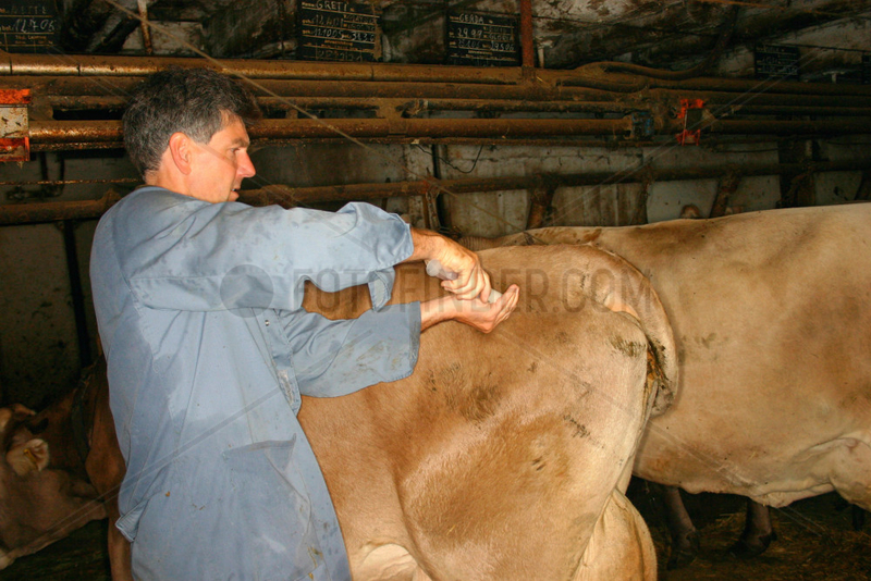 Tierarzt bei der Behandlung eine Kuh Euterentzuendung in einem Suedtiroler Bauernhof.