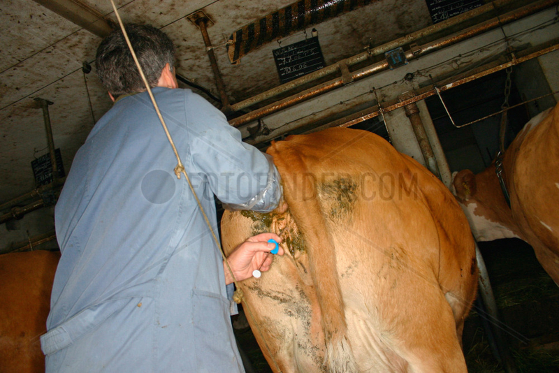 Villnoesstal - Tierarzt bei der kuenstliche Besamung eine Kuh in eine Suedtiroler Bauernhof
