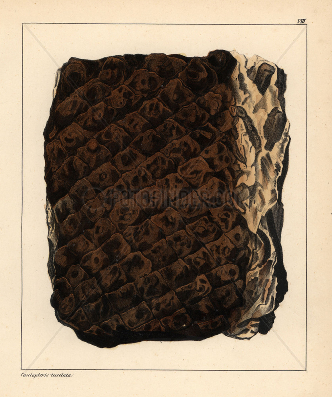 Fossil tree fern,  Caulopteris tesselata