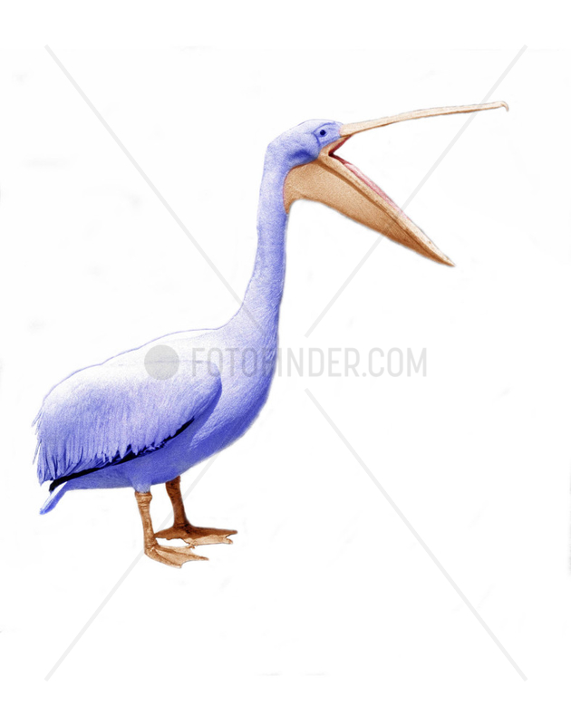 Pelican spricht