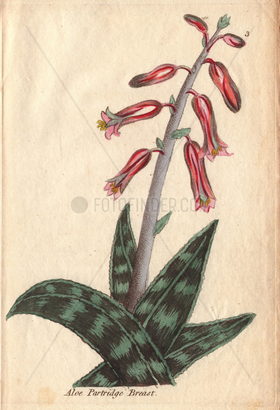 Partridge-breast aloe,  Aloe variegata