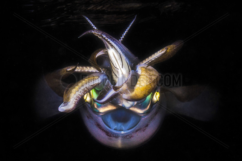 Portrait of Bigfin reef squid (Sepioteuthis lessoniana) at night,  Indian Ocean,  Mayotte