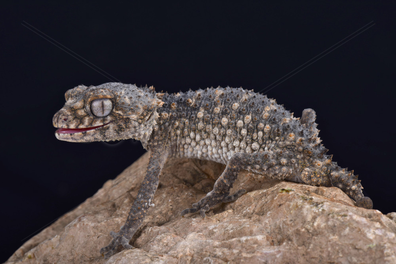 Prickly knob-tailed gecko (Nephrurus asper) on black background