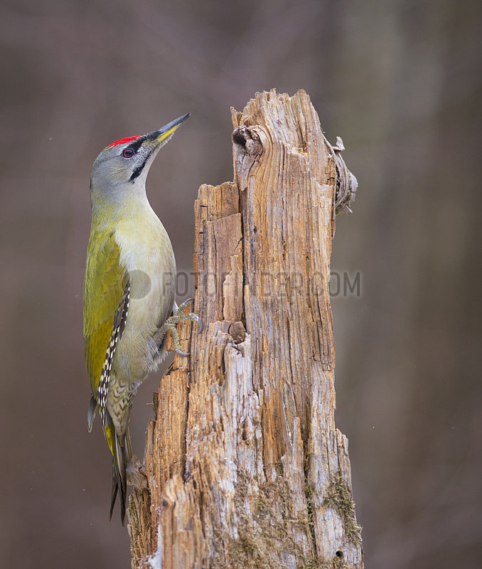 Grey-headed Woodpeckers (Picus canus) Male looking for insect larvae in dead wood,  Regional Natural Park of the Vosges du Nord,  France