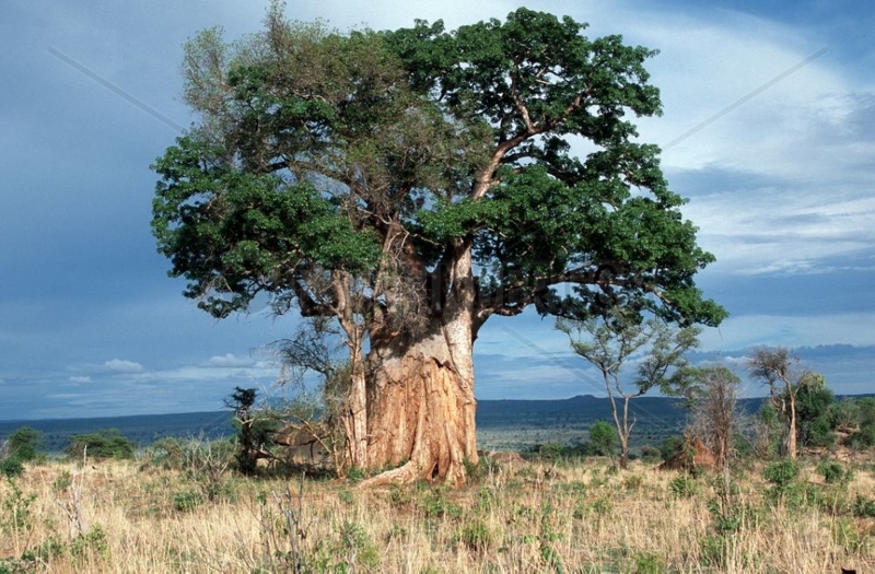 Baobab éventré par un éléphant à Tarangire NP Tanzanie