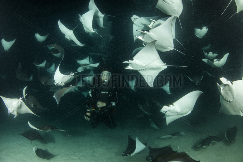Scuba diver and school of Munk's devil ray,  pygmy devil ray,  (Mobula munkiana),  feeding on plankton at night,  Espiritu Santo Island,  Sea of Cortez,  Baja California,  Mexico,  East Pacific Ocean
