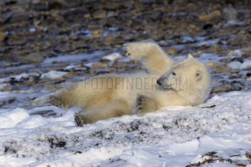 Polar bear rolling itself in snow Canada