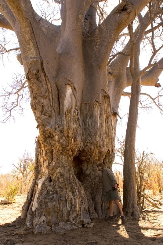 Baobab eaten by African elephant Chobe NP Botswana