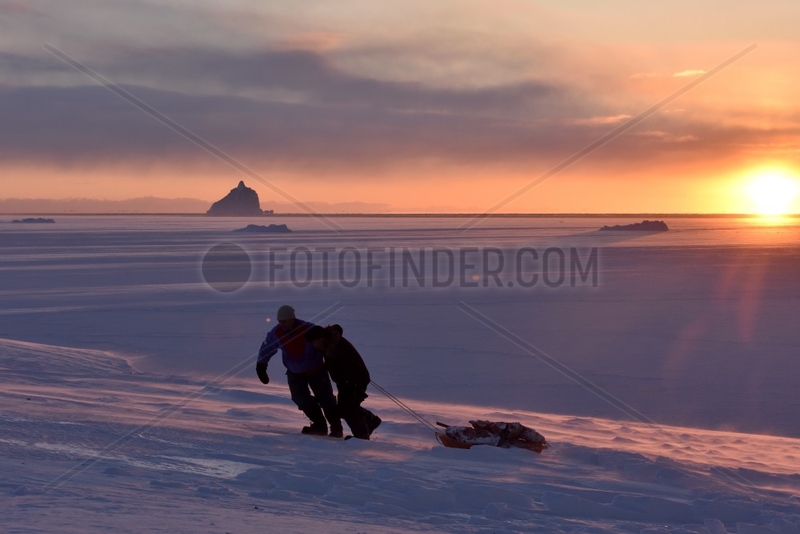Hunters pulling bear meat in a sledge. Igterajivit district in February,  eastern Greenland
