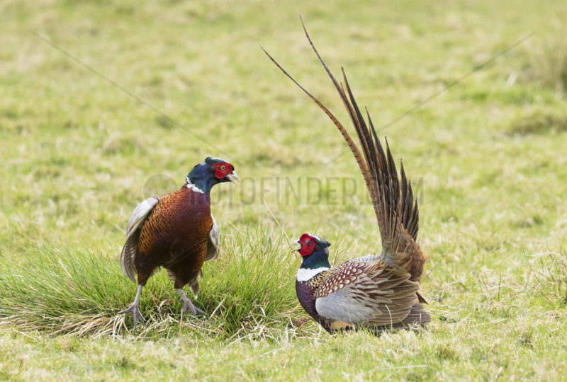 Pheasant (Phasianus colchicus) Pheasant fighting,  England, Spring