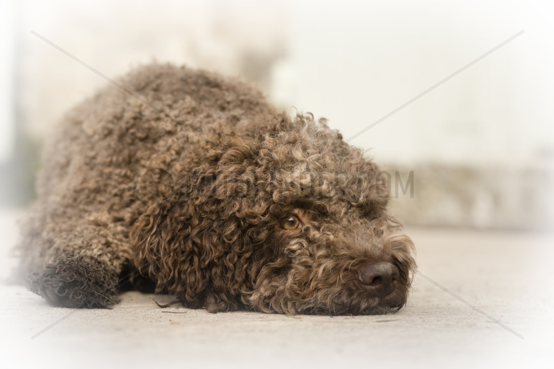 Domestic Dog,  Lagotto Romagnolo,  adult,  close-up of head,  Provence,  France