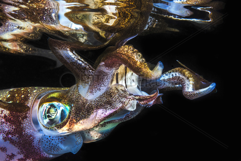 Portrait of Bigfin reef squid (Sepioteuthis lessoniana) under the surface at night,  Indian Ocean,  Mayotte