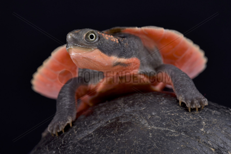 Pink-bellied turtle (Elseya schultzei) young on black background