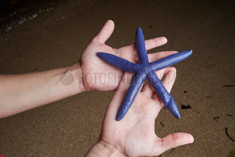 Blue sea star (Linckia laevigata) hanging,  Bunaken Island,  Sulawesi,  Indonesia