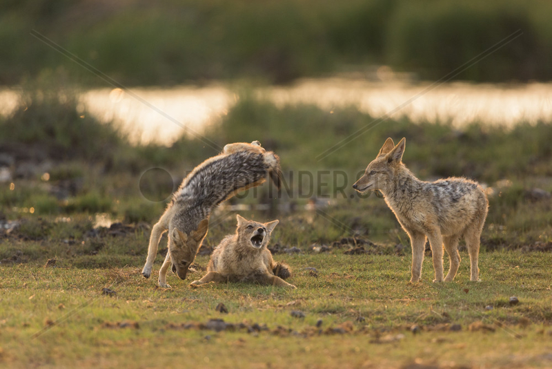 Black-Backed Jackal (Canis Mesomelas) playing at the waterhole at sunrise time