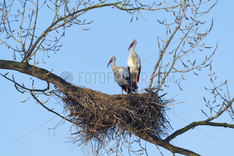 White Storks (Ciconia ciconia) on Nest,  Hesse,  Germany,  Europe