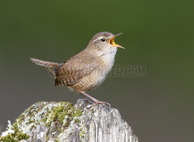 Wren (Troglodytes troglodytes) Wren perched on a post and displaying,  England, Spring