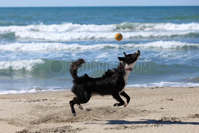Border Collie playing on a beach
