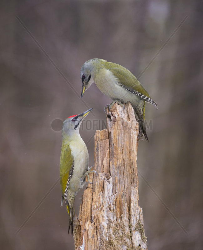 Couple of Grey-headed Woodpeckers (Picus canus) at the top of a dead wood,  the male is at the feet of the female,  Regional Natural Park of the Vosges du Nord,  France