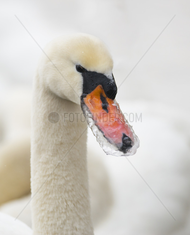 Mute Swan (Cygnus olor) with frozen beak in winter,  Sauer Delta Nature Reserve,  Rhine River,  Munchhausen,  Alsace,  France