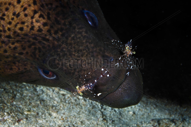 Giant moray (Gymnothorax javanicus) cleaned by Cleaner shrimps (Urocaridella antonbruunii),  Mayotte