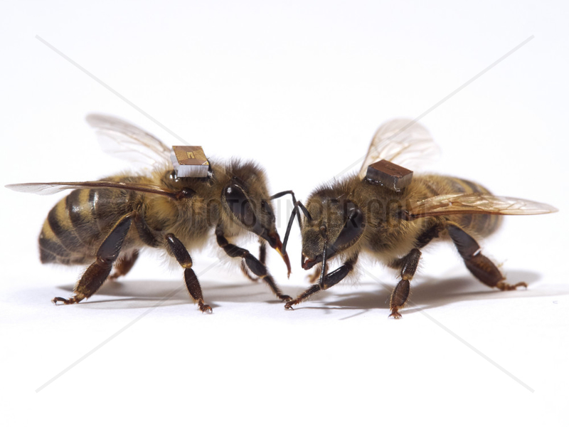Honey bee (Apis mellifera) - The microchips are used by researchers to mark the bees and identify them by a scanner at the entrance to the hive or near the sugar distributors. It is thus possible to monitor the bee's activities on an individual level,  such as the hours they leave the hive.