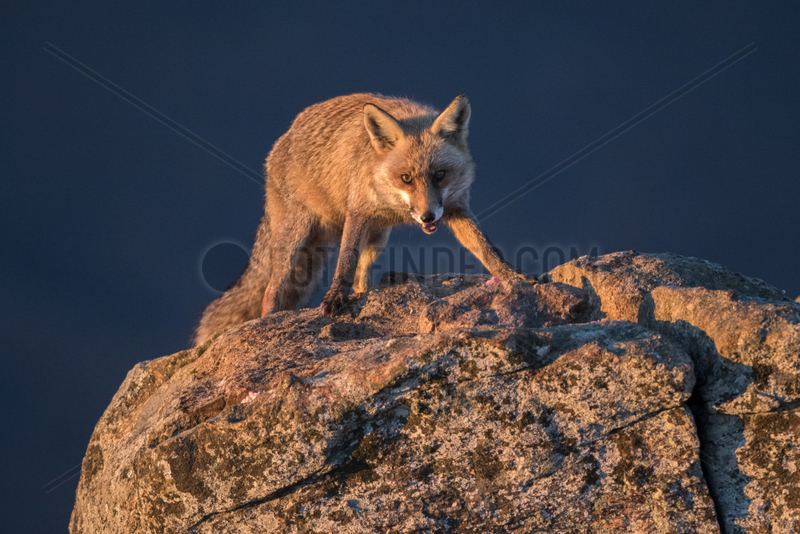 Red fox (Vulpes vulpes) on rock,  Guadarrama National Park,  Spain