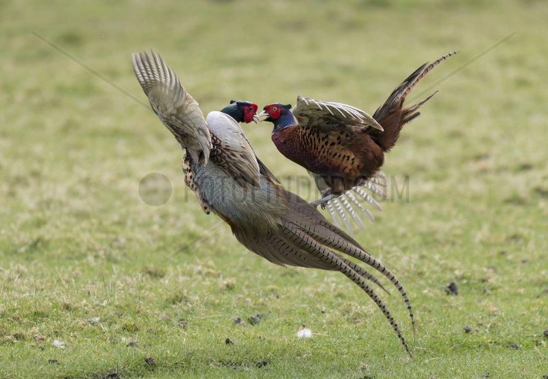 Pheasant (Phasianus colchicus) Pheasant fighting,  England,  Spring