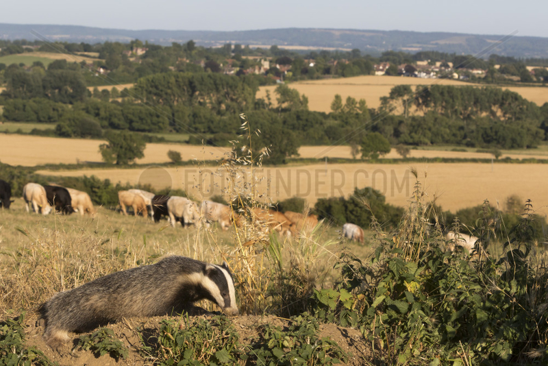 Badger (Meles meles) Badger looking for food,  England,  Spring