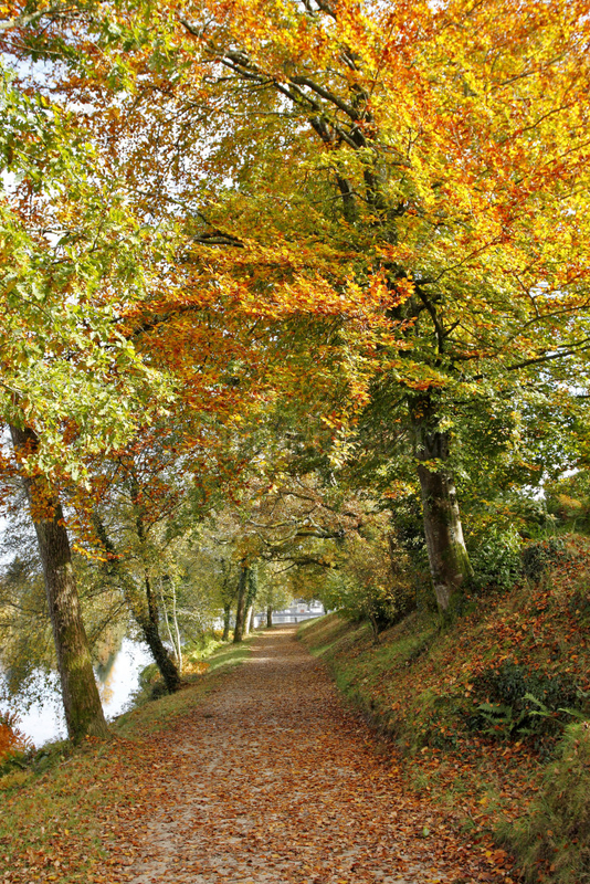 Forest path in autumn along the lake of Huelgoat,  Armorique Regional Nature Park,  Brittany,  France