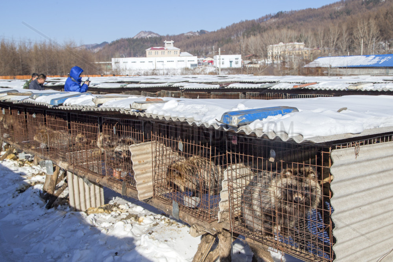 Fox farm and Raccoon dogs for furs,  Hengdaohezi,  Heilongjiang,  China