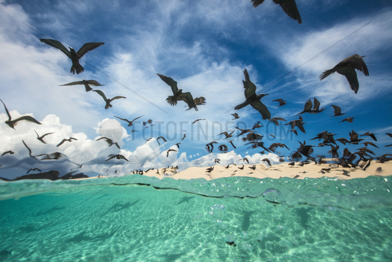 Brown noddy (Anous stolidus) flocking over the lagoon,  Ilot de Sable Blanc,  Mayotte