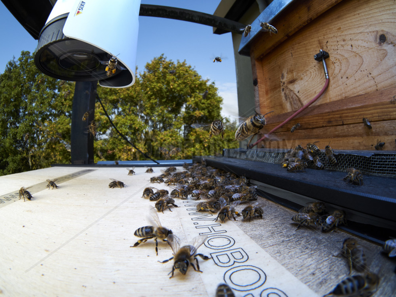 Apidologie - This experimental hive has a camera for checking activity,  a scanner at the entrance to count the bees implanted with microchips and several thermometers and microphones in the hive. This allows for constant monitoring and years of data are now available. Hobos- Wuerzburg University,  Germany