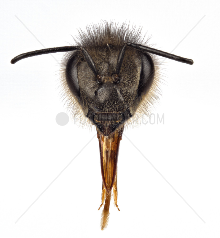 Honey bee (Apis mellifera) - Head of a bee with its proboscis,  its tongue taken with a photographic technique of focus stacking. We can see,  from top to bottom: an ocellus,  the compound eyes,  the antennas,  the mandibles and the tongue. The ocelli are set in a triangle on the top of the head of a worker bee. The worker bee's compound eyes have 5000 facets. The antennas are composed of a flagellum (divided into 10 segments in the worker bee),  a pedicle and a scape. The mandibles permit the bees to knead and shape the wax and propolis,  fight,  clean the hive and care for their queen or their brood. The tongue,  called the proboscis,  is a complex organ made up of many parts.