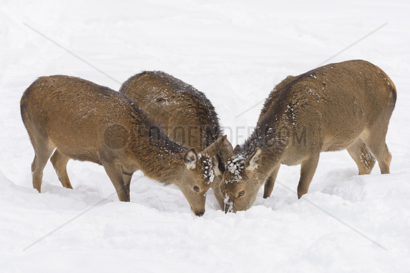 Red deers in Winter,  Cervus elaphus,  Female,  Bavaria,  Germany,  Europe