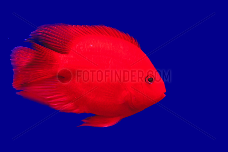 Red cichlids tn an aquarium,  Heilongjiang,  Manchuria,  China