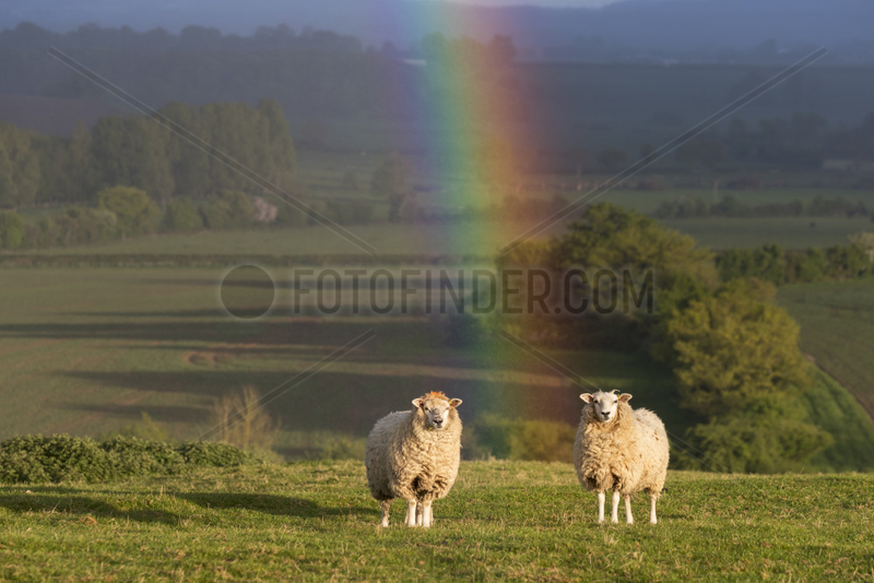 Sheep (Ovis aries) Sheep standing in a rainbow,  Buckinghamshire,  England,  Spring
