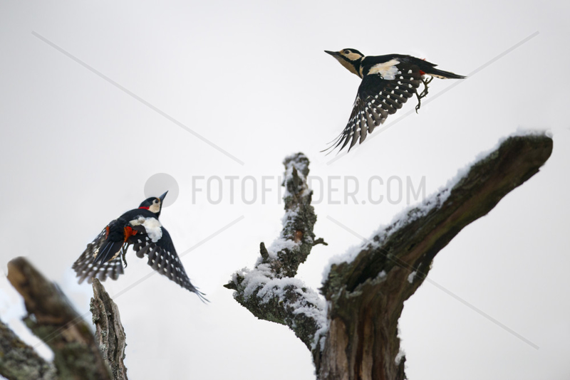 Couple of Woodpeckers (Dendrocopos major) pursuing,  Regional Natural Park of the Vosges du Nord,  France