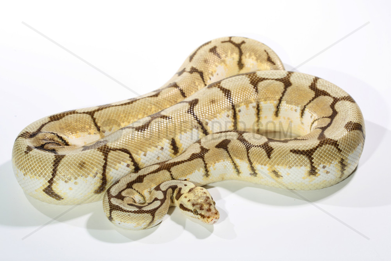 Royal Python (Python regius) 'Bumble bee' on white background