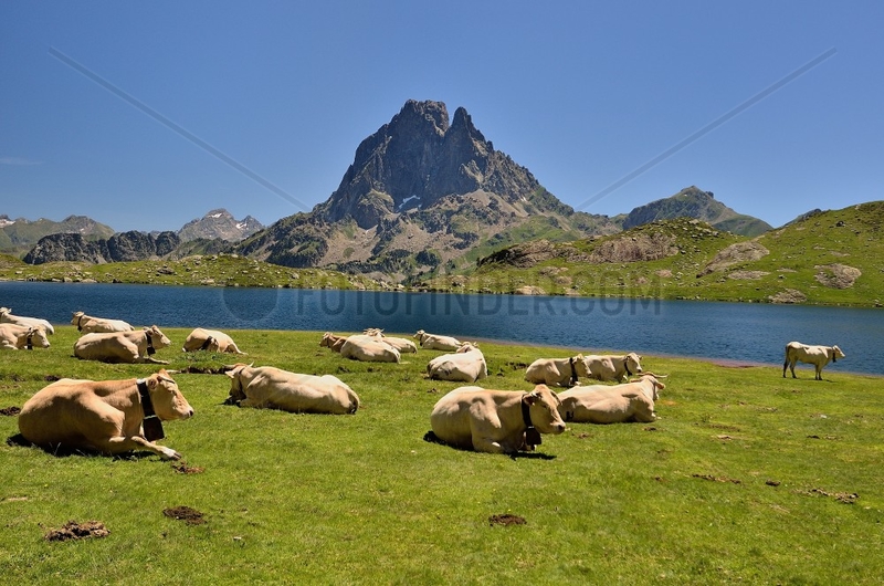 Herd of Blondes des Pyrenees cows,  at the mountain pasture. Lake Bersau and Pic du Midi d'Ossau. Pyrenees National Park