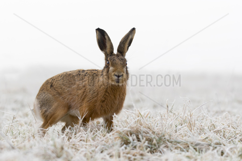 Brown hare (Lepus europaeus) Hare amongst Frozen grass,  Aston Clinton,  England,  Winter