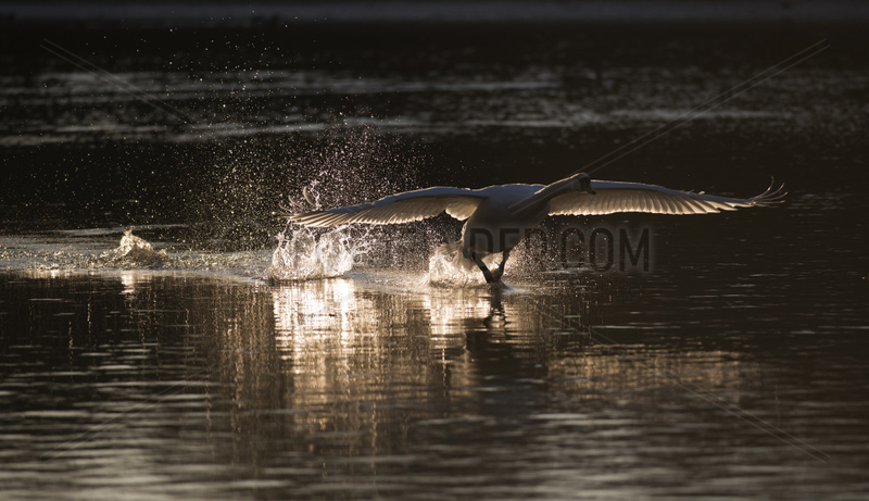 Mute Swan(Cygnus olor) landing on the water,  Sauer Delta Nature Reserve,  Rhine Border,  Munchhausen,  Alsace,  France